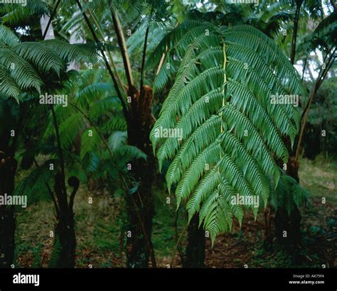 Tree Fern Rainforest Hawaii Volcano National Park Island of Hawaii Hawaii USA Stock Photo - Alamy