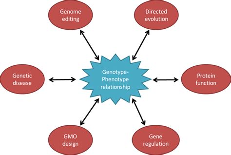 Genotype And Phenotype