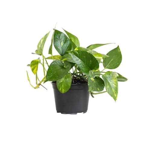 Beginner Plants - Jaystropicals.com