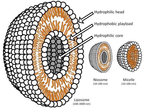 Scale representation of the central section of liposomes, niosomes and... | Download Scientific ...