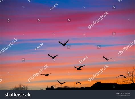 Birds Flying Sunset Stock Photo 757946404 | Shutterstock