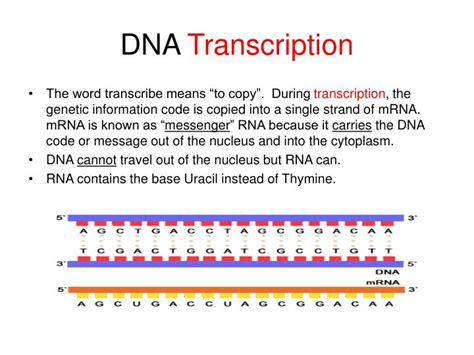 PPT - DNA Transcription & Translation PowerPoint Presentation - ID:3147989