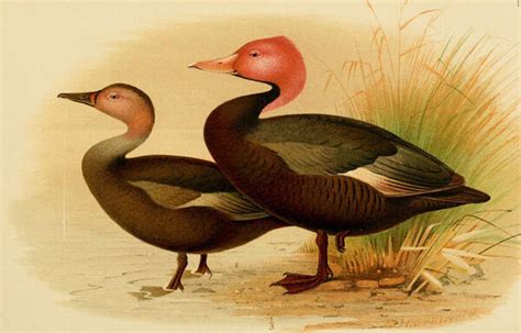 In Search of the Elusive Pink-Headed Duck - Atlas Obscura