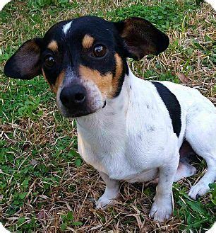 Andalusia, PA - Dachshund/Rat Terrier Mix. Meet Nelson a Dog for ...