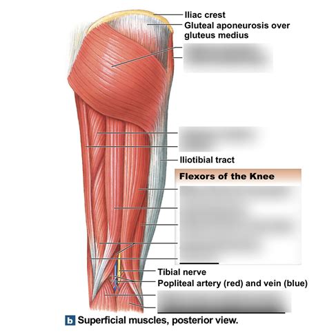 Superficial knee muscles posterior Diagram | Quizlet