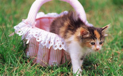 Pretty Kittens in yard - Kittens Wallpaper (13937753) - Fanpop