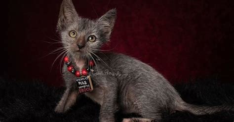 Werewolf Kittens Are Real... And You Already Want One | HuffPost