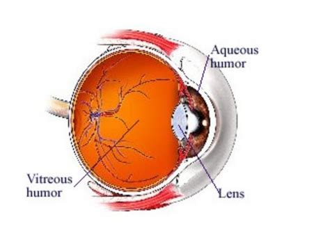 Aqueous Humor Vitreous Humor | BlaguesML