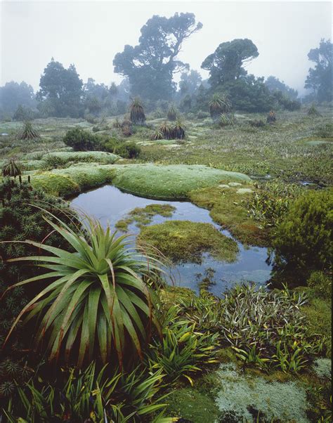 Cushion plants and pandanis in mist, Southwest National Park, Tasmania