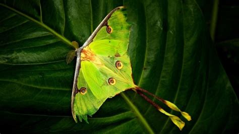 Luna Moth Symbolism: 12 Amazing Meanings Explored - Subconscious Servant