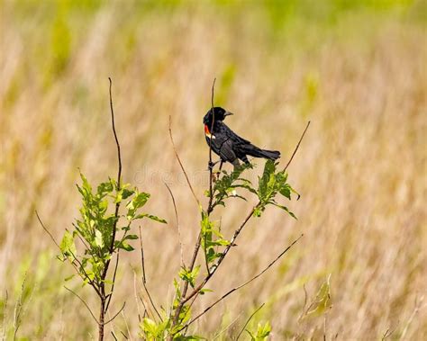 Red-Winged Blackbird at Clarence Cannon National Wildlife Refuge Stock Photo - Image of fall ...