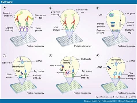 Protein Microarrays and Novel Detection Platforms - Page 2