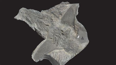 CMNH 9464, Cladoselache - 3D model by Cleveland Museum of Natural History (@CMNH) [e03a5e5 ...