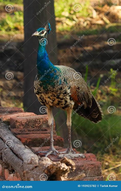 A Young Peacock (Young Indian Peafowl Male) Stock Photo - Image of ...