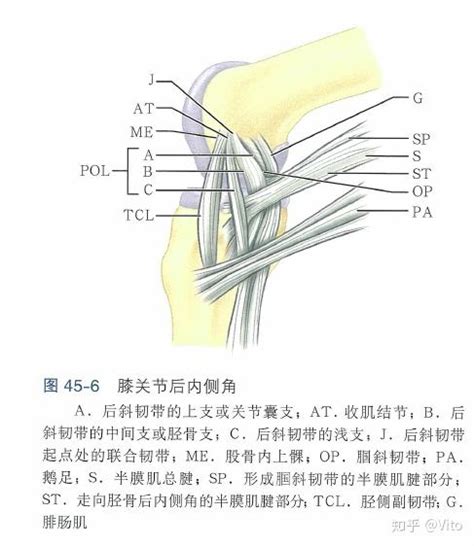 膝关节解剖 - 知乎