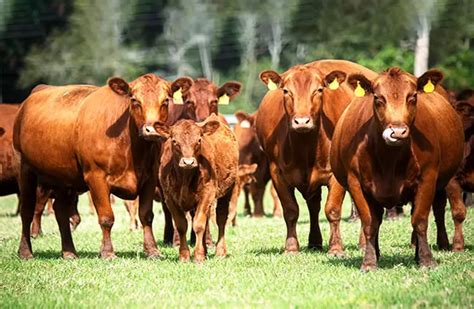 Red Angus - Description, Habitat, Image, Diet, and Interesting Facts