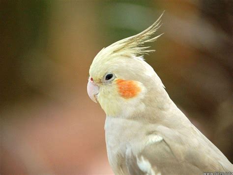 Cockatiel Wallpapers - Wallpaper Cave