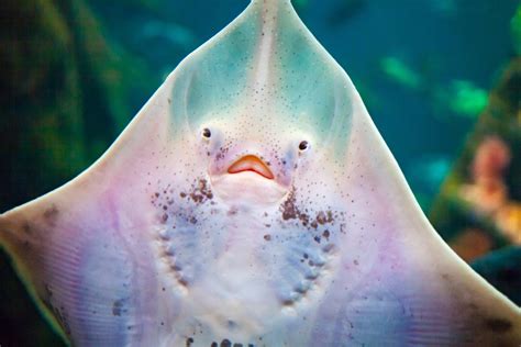 Adorable little stingray at the Vancouver Aquarium : r/aww