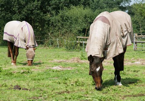 Sweet Itch Treatment | Avonvale Equine Vets Blog