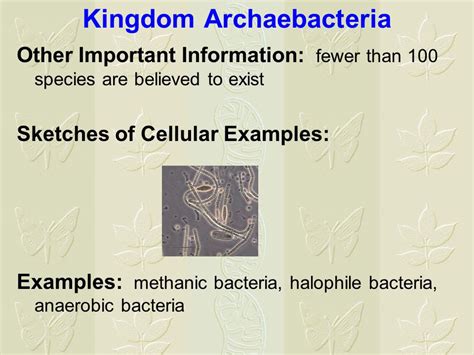 Archaea examples kingdom