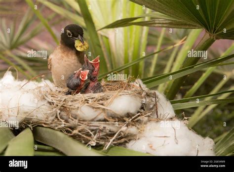 Nest of bulbul bird hi-res stock photography and images - Alamy