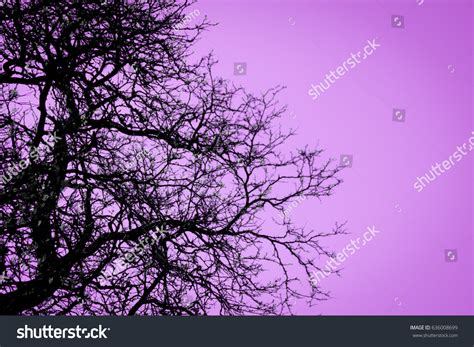 Tree Silhouette Dark Sky Background Stock Photo 636008699 | Shutterstock