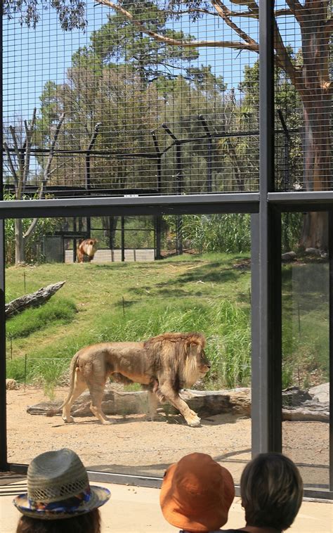 Case Study: Get Up Close & Personal with Lions at Melbourne Zoo ...