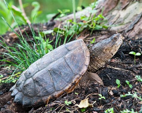 What do snapping turtles eat | aligator snapping turtles eating chart