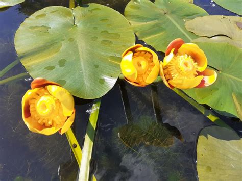 Nuphar japonica Rubra - Devon Pond Plants