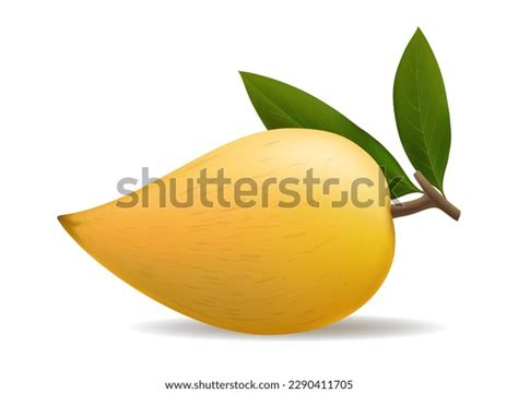 Pouteria Lucuma Closeup Vector Fruit Realistic Stock Vector (Royalty ...