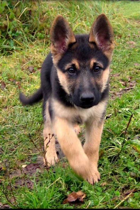 Baby German Shepherd For Adoption | PETSIDI