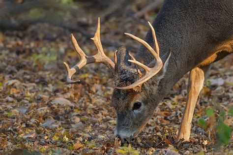 10 Point Buck Eats - Minnesota Birder