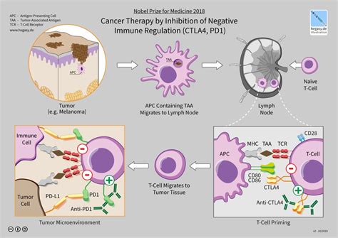 Difference Between Gene Therapy and Immunotherapy | Compare the Difference Between Similar Terms