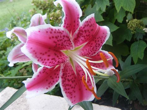 Beautiful Lily Flowers in the World