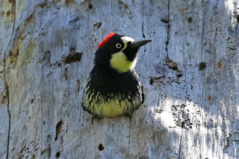 Acorn Woodpecker in nest hole - FeederWatch