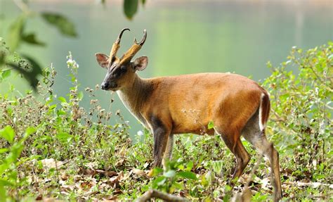 Muntjac Deer (Muntiacus) | about animals