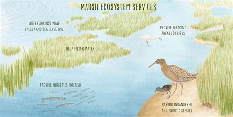 Marsh Ecosystem Services – UCSC Science Notes