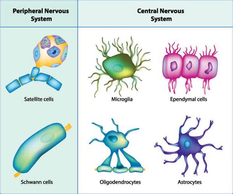 Glial Cells - The Definitive Guide | Biology Dictionary