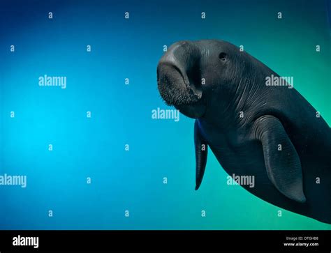 Dugong dugon, dugong Stock Photo - Alamy