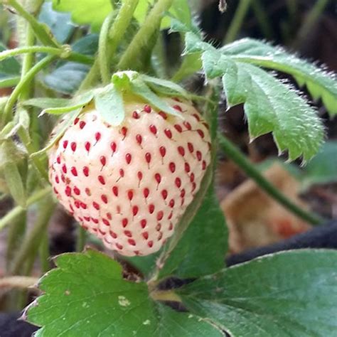 White Pineberry Strawberry Plant - Stark Bro’s