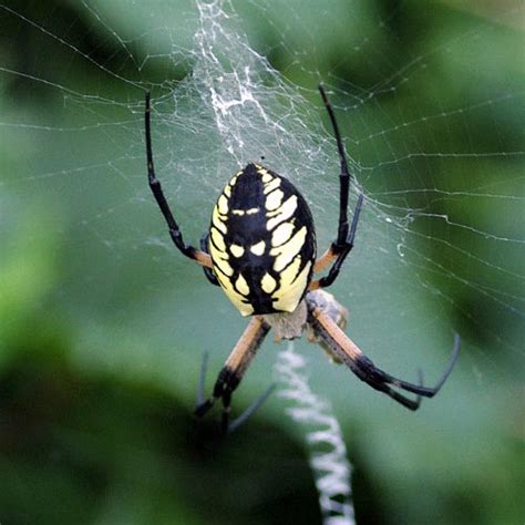 Common Garden Orb Weaver Spider Bite | Fasci Garden