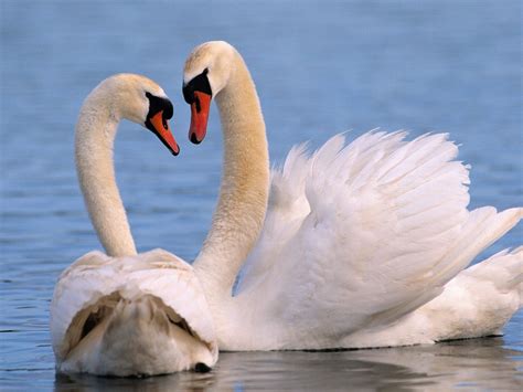 birds, Swans, Lakes Wallpapers HD / Desktop and Mobile Backgrounds