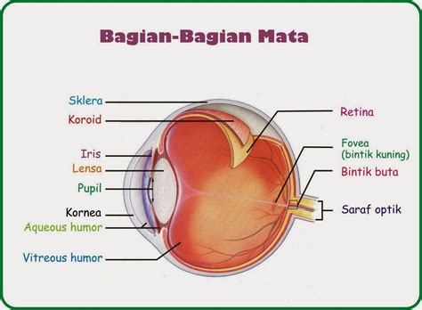 Kornea Mata ( cornea eye ) dan Cara Mengatasi Kornea Mata Tergores ...