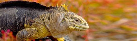 Galapagos Islands Wildlife Guide | Galapagos Wildlife Facts