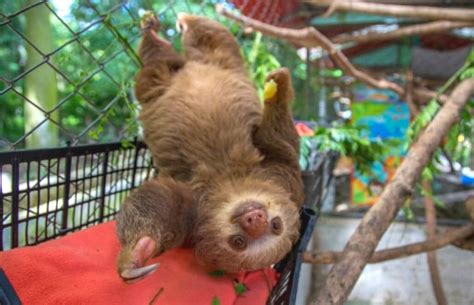 Volunteer with Sloths in Costa Rica - Sloth Sanctuary and Rescue