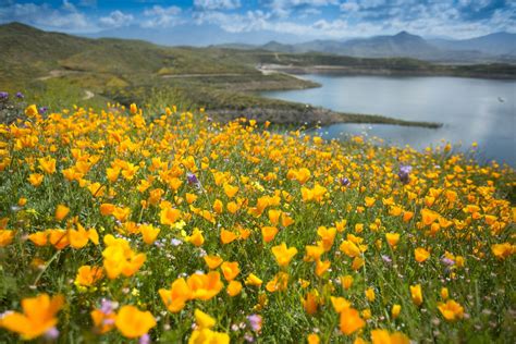 Whimsical Wildflowers at Diamond Valley Lake - Riverside County Watershed Protection test