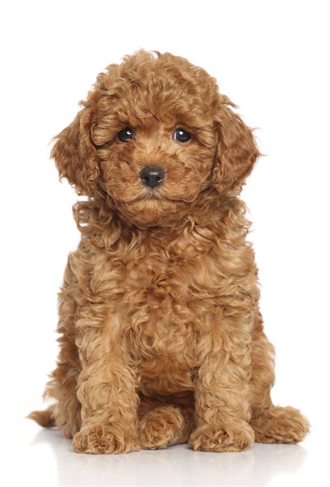 Miniature Poodle Puppy | Miniature Poodle Puppy sits on a wh… | Flickr