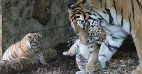 Rare Amur tiger cubs take first steps at Highland Wildlife Park in ...