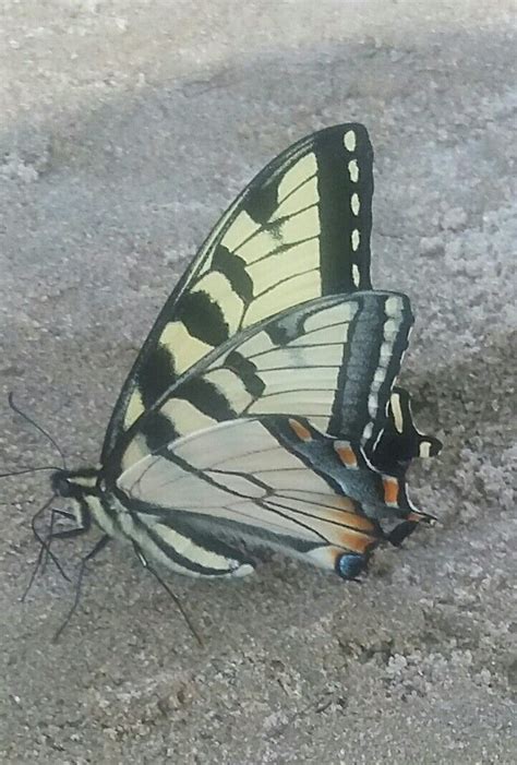 Butterfly at the beach picture by jea | Beautiful butterflies, Beach ...