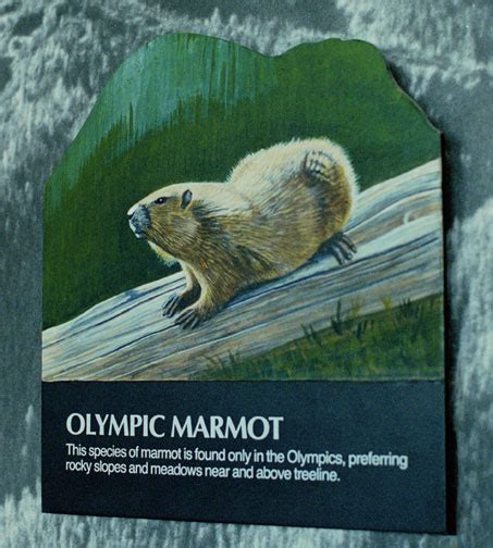 olympic marmot 2d